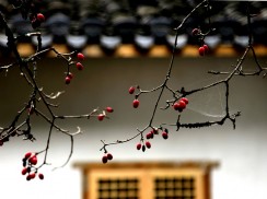 窗前秋色