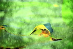 夏荷听雨